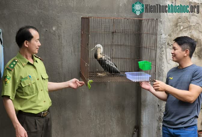 Chim cổ rắn mà anh Võ Thành Long tự nguyện giao cho Chi cục Kiểm lâm TP.HCM