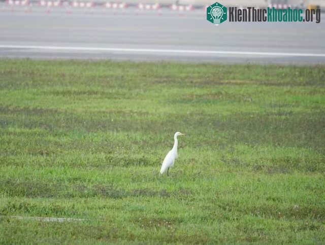 Các loài chim luôn đem đến rủi ro cao.