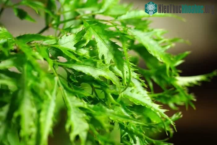 Trong rễ cây đinh lăng lại có chứa nhiều saponin. Loại chất này có thể làm vỡ hồng cầu.