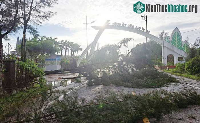 Nhiều cây thông 1-2 tuổi ở gần cổng vào mũi Sa Vĩ cũng bị gió quật đổ.