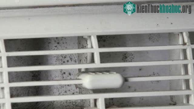 Chiếu đèn là cách đơn giản để tìm nấm mốc.