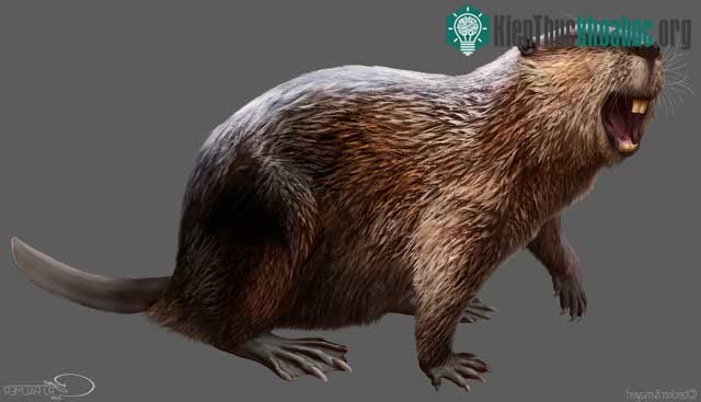 Castoroides, hay hải ly khổng lồ