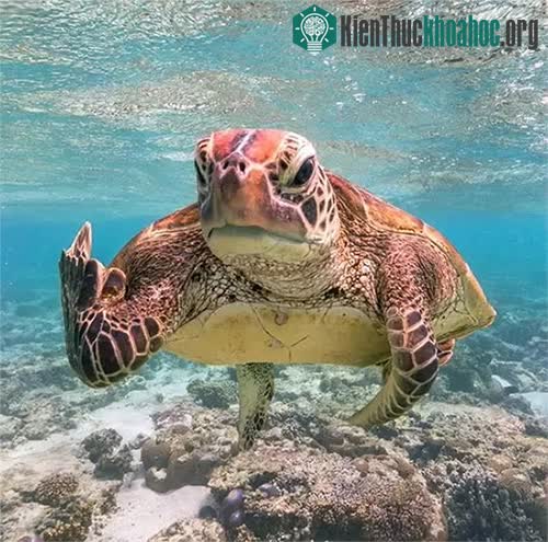 &nbsp;Rùa biển không thể rút hoàn toàn đầu và các chi vào trong mai.