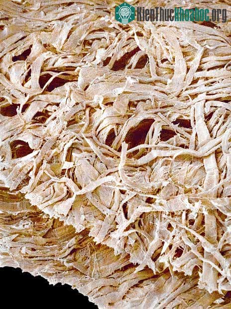 Top 25 món đồ thông dụng nhưng trông thật khác lạ dưới góc nhìn kính hiển vi ảnh 21