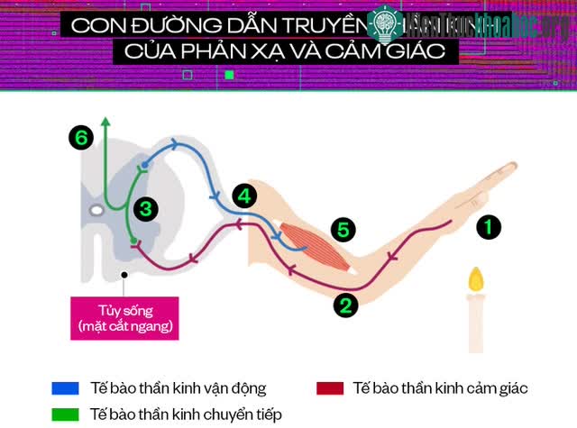 Từ paracetamol đến morphine, đây là cách các loại thuốc giảm đau hoạt động ảnh 3