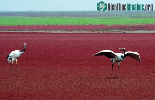 Bãi biển độc đáo ở Trung Quốc: Bình thường trong xanh nhưng đến mùa thu chuyển màu đỏ sặc sỡ đẹp mê hồn ảnh 3