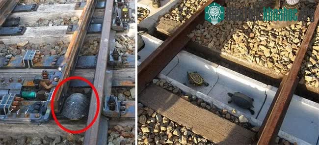 Những con đường độc đáo "không dành cho người" hiếm có khó tìm trên thế giới ảnh 3