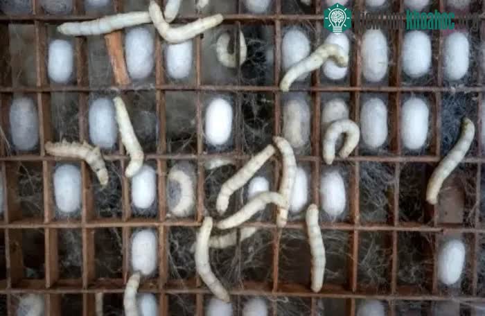 Tằm thực chất là giai đoạn ấu trùng của loài bướm tằm có tên Bombyx mori.