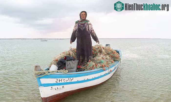 Sự xuất hiện của "loài phàm ăn đáng ghét" này đã khiến các ngư dân tức giận.