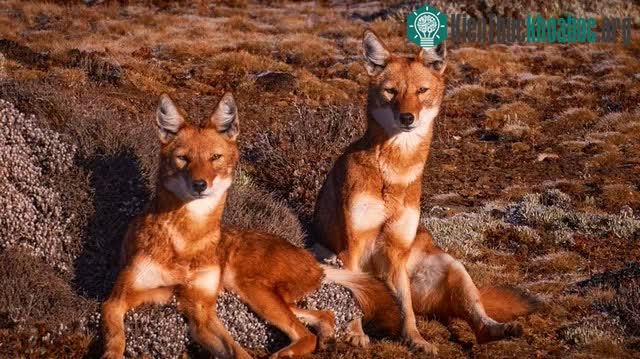 Sói Ethiopia hầu như không quan tâm đến việc săn khỉ geladas để làm thức ăn