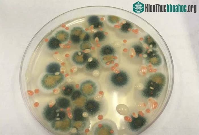 Các vi sinh vật, nấm mốc này có khả năng phát triển, biến đổi gene