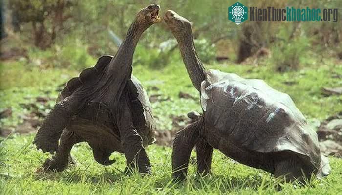 Loài vật "yêu hòa bình" hàng top trong thế giới động vật: Không ưa xô xát, "tỉ thí" bằng cách so kè một thứ ảnh 3