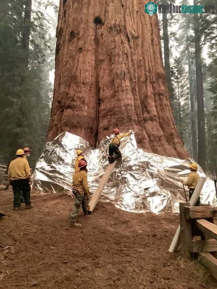 Cây General Sherman.