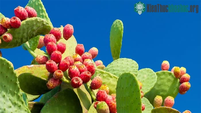 Xương rồng Nopal