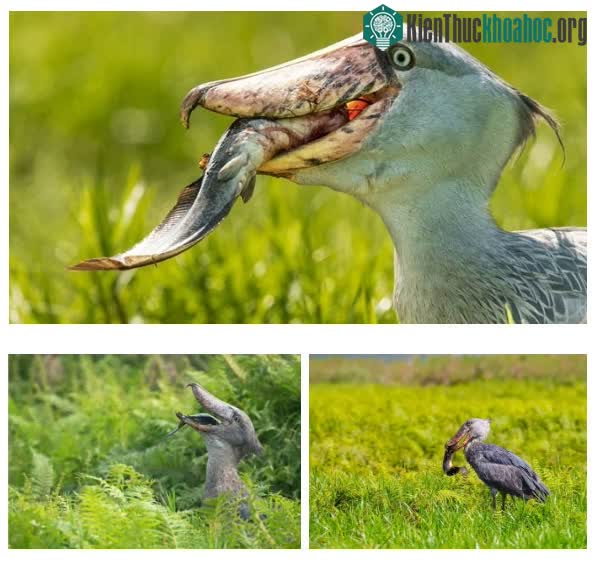 Cò mỏ giày có khả năng săn mồi đáng kinh ngạc.