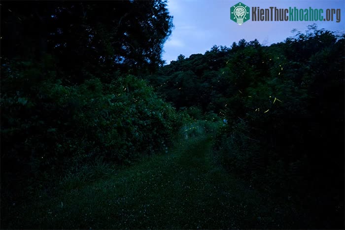 Khi đom đóm chờ mãi mà màn đêm không bao giờ đến: Ô nhiễm ánh sáng đang từ từ giết chết hành tinh ảnh 3