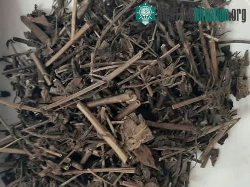 Dùng nhân trần liều cao liên tục trong 6 tháng có thể dẫn đến teo tế bào gan.
