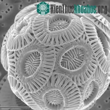 Top 25 món đồ thông dụng nhưng trông thật khác lạ dưới góc nhìn kính hiển vi ảnh 3