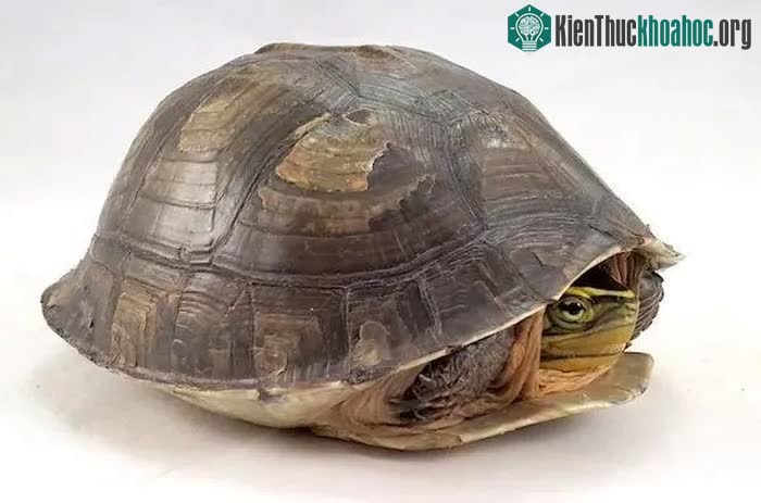 Cơ chế phòng thủ của rùa.