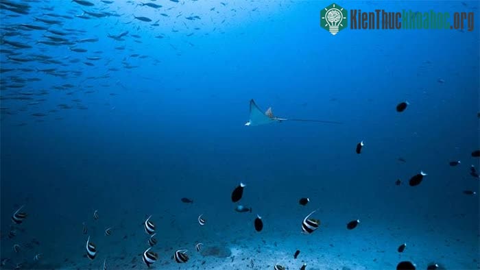 Chuyến thám hiểm dưới nước sẽ ghi lại tình trạng vùng biển này để có biện pháp bảo vệ phù hợp.
