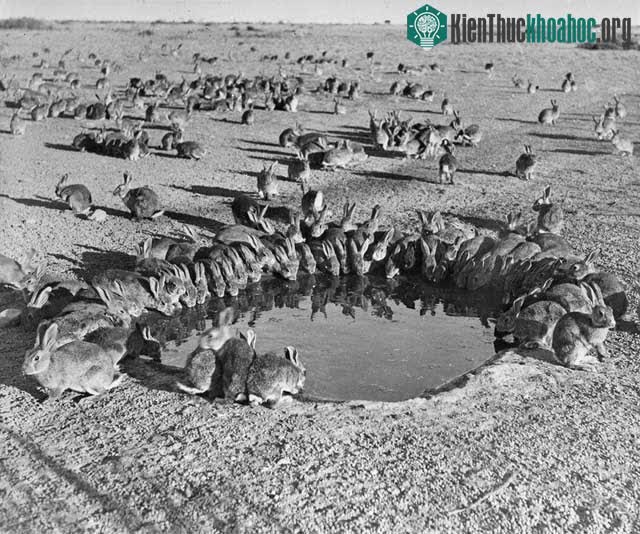 Những con thỏ quây xung quanh một vũng nước đã được pha virus Myxoma ở đảo Wardang.