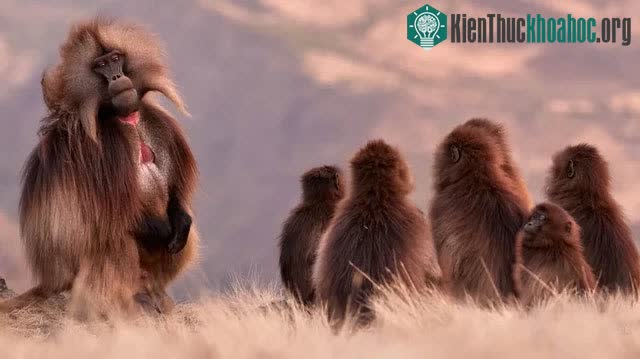 Loài khỉ gelada