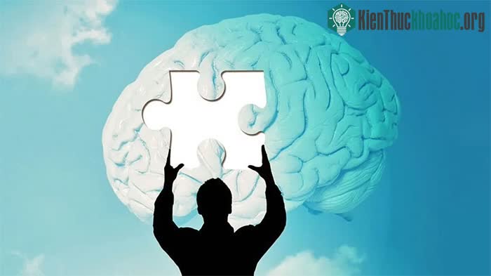 Không phải chỉ sử dụng có 10% bộ não, con người đang sử dụng bộ phận này với bao nhiêu công suất? ảnh 4