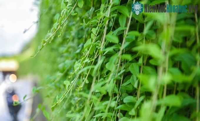 Đặc điểm của cây cúc tần Ấn Độ là dễ phát triển.