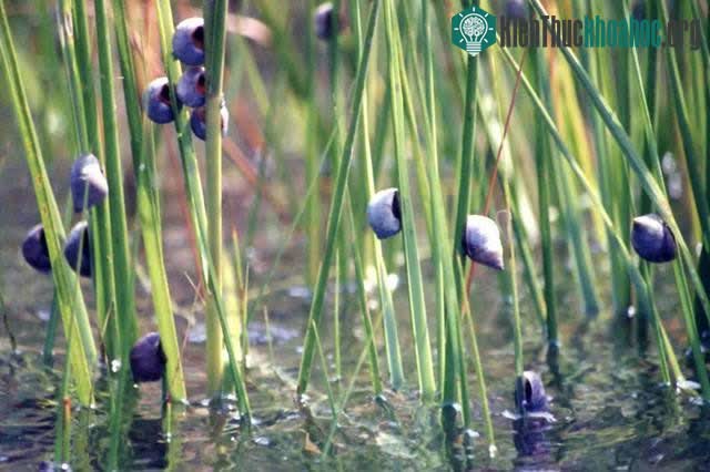 Một loài nuôi nấm khác là ốc Marsh Periwinkles (Littoraria irrorata).