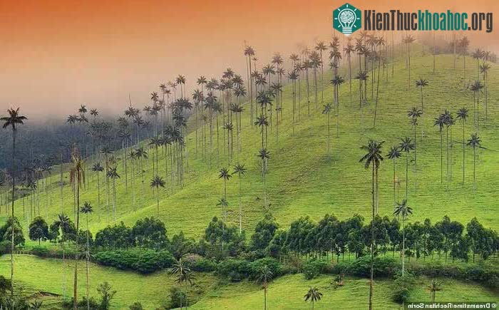 Tại đất nước này, cọ quindio được xem là "cây quốc gia".