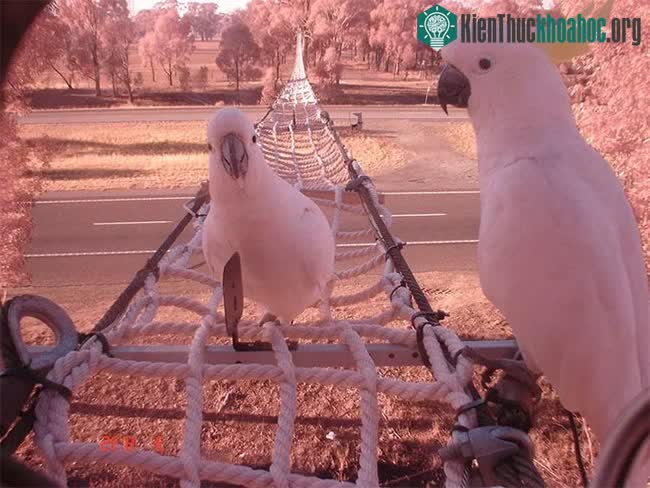 Đường dành cho sóc ở Victoria, Australia