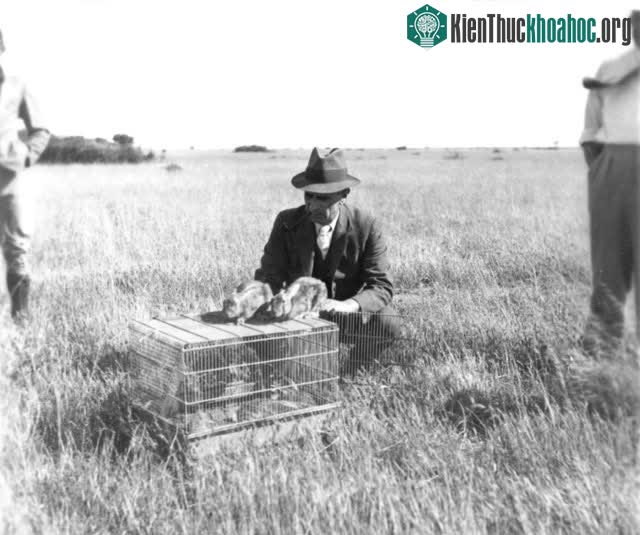 Một bãi thả virus Myxoma lây nhiễm thỏ ở Australia.
