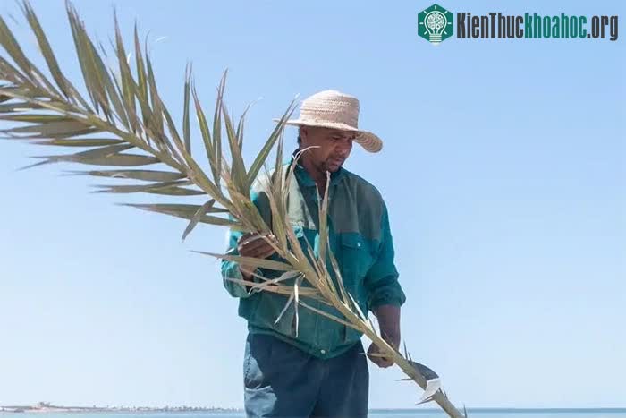 Nhờ đó, ngư dân có thể bán cua để kiếm tiền.