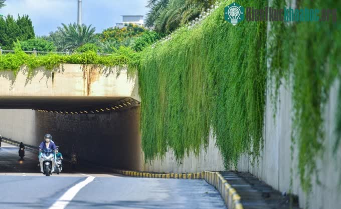 Cây có thân mong manh và xanh mướt có thể dài tới 30 mét.