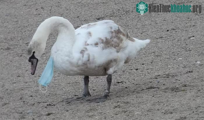 Khẩu trang dính trên thân một con thiên nga tại Ireland
