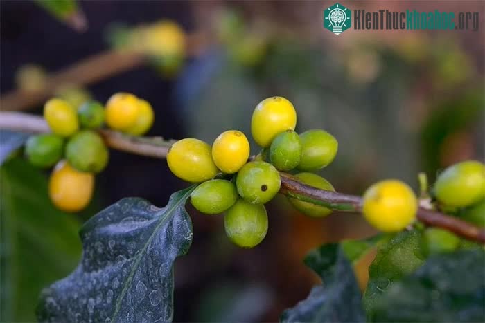 Cà phê Arabica