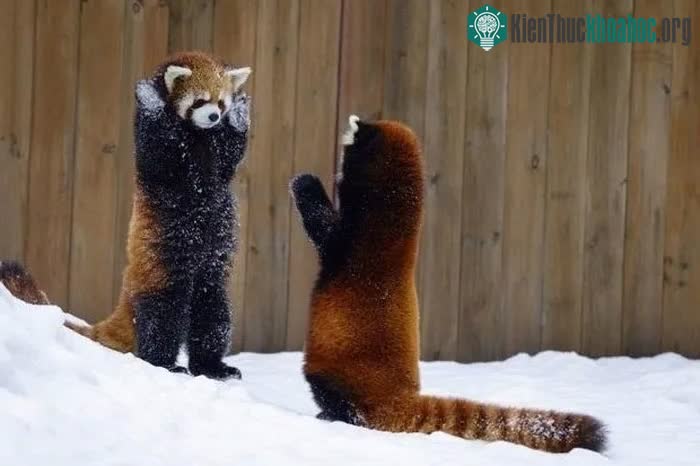 Gấu trúc đỏ vỗ tay khi sợ hãi và giơ tay dọa đối phương.