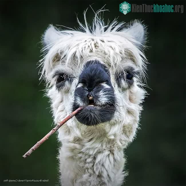 Chú lạc đà Alpaca trông như thể đang hút thuốc.