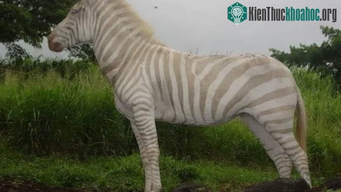 Ngựa vằn lông vàng