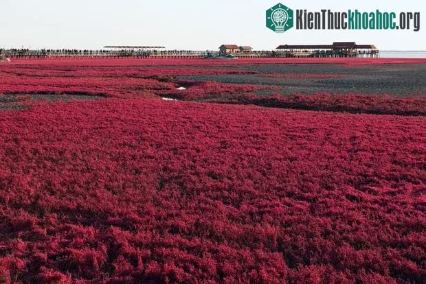 Khung cảnh như chốn thần tiên tại biển Đỏ