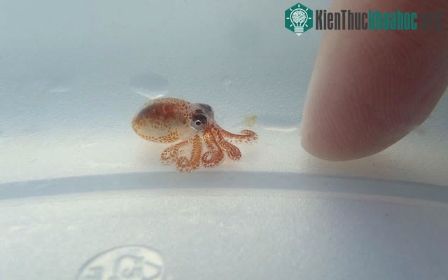 Đến cuối cùng, tội nghiệp nhất vẫn là những con bạch tuộc con mới sinh.