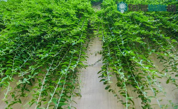 Con đường "bức tường xanh" đẹp như trên phim ở Hà Nội ảnh 6