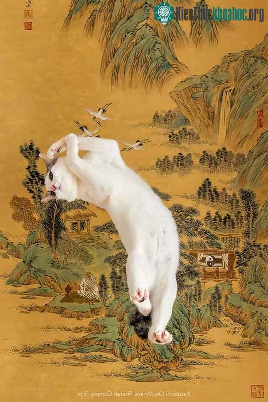 Màn tạo dáng không thể hài hước hơn của một chú mèo.