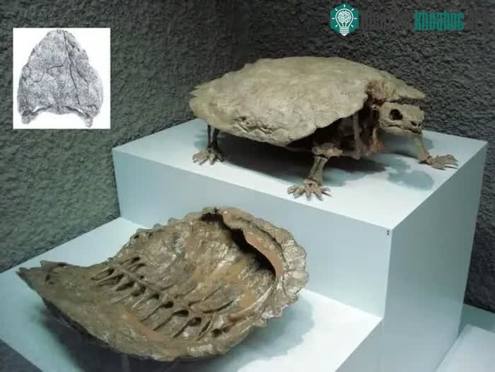 Kỳ lạ loài rùa hiền lành nhưng lại là ác mộng đối với thú săn mồi và nhà khoa học ảnh 6