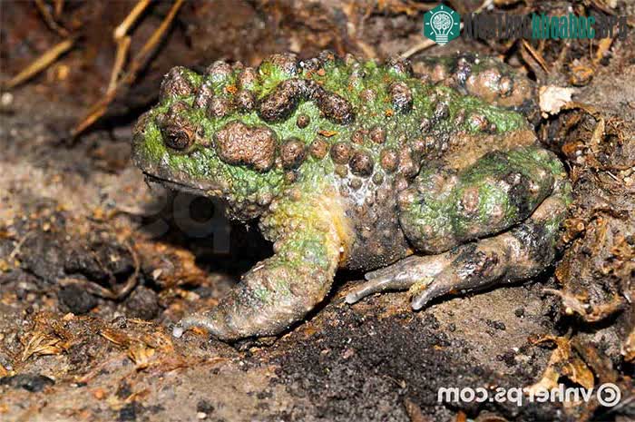 Còn ngày nay, cóc tía chân màng nhỏ đã trở thành một loài lưỡng cư rất hiếm