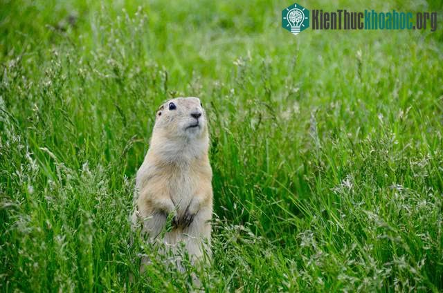 Chuột Gopher dành gần như cả cuộc đời mình bên dưới mặt đất
