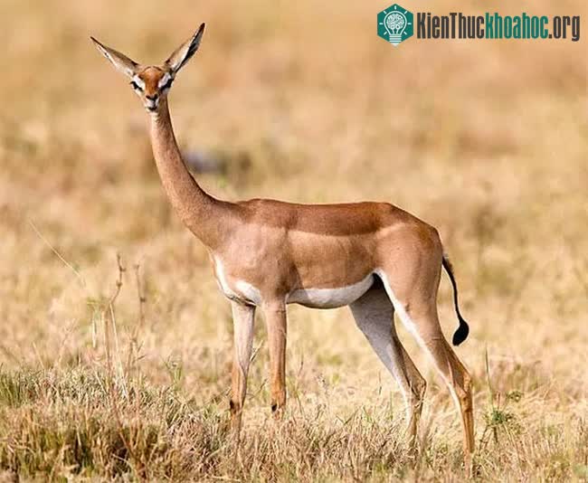 Top 10 loài động vật kỳ lạ hiện còn sinh sống trên Trái đất ảnh 7
