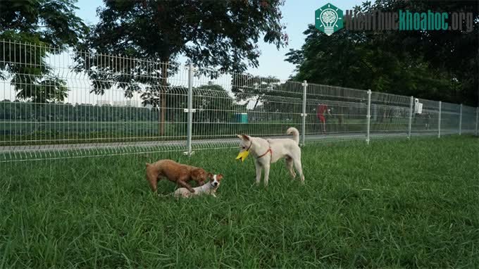 Công viên dành cho chó (Dog Park)