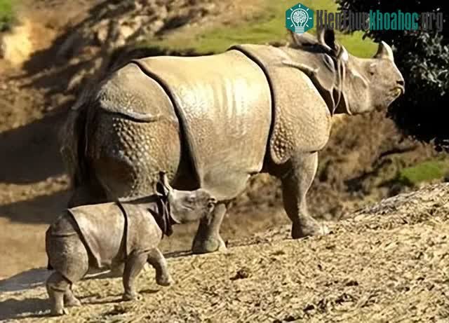 Nguyên nhân chính khiến tê giác tuyệt chủng là do nạn săn bắn của con người.