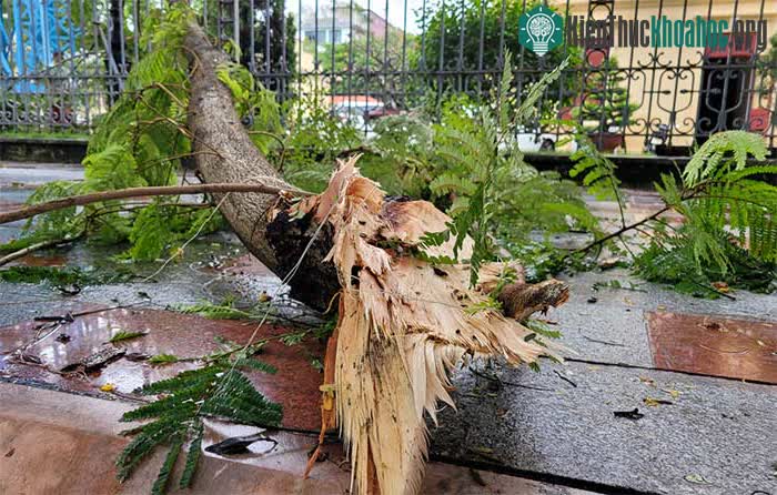 Sau mưa bão, rất nhiều cành phượng ở quận Hồng Bàng bị gãy.